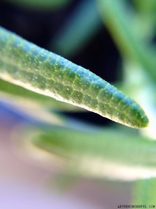A Leaf of Rosemary (15x macro)