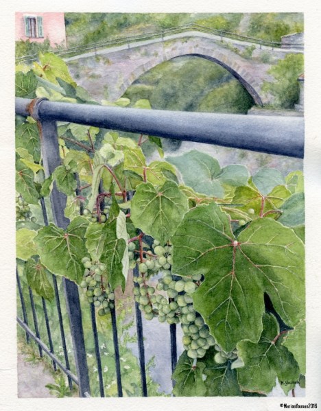 Grapes of Rocchetta Nervina