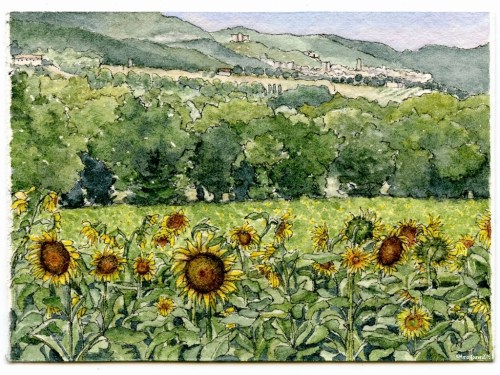 #33 - Sunflowers of Narni, Umbria