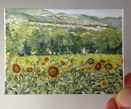 33 Sunflowers of Narni, Umbria studio aww