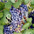 122 Barbera Grapes, Piemonte&nbsp;sold