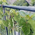 Grapes of Rocchetta Nervina –&nbsp;sold