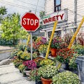 Stop For Flowers, Oakville –&nbsp;sold