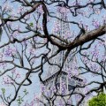 Eiffel Blossoms