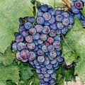 Nebbiolo Grapes