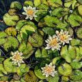 Water Lilies of Stratford&nbsp;(Yellow)