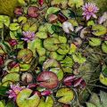 Water Lilies of Stratford&nbsp;(Pink)