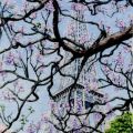 Eiffel Blossoms Title