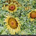 Girasoli title