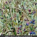 Olive Harvest Time in&nbsp;Umbria