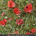 Poppies of the Luberon&nbsp;title