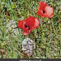 Wild Poppies title